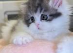 Juju Muffin - Scottish Fold Cat For Sale - Staten Island&comma; NY&comma; US