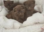 Chocolate Scottish folds - Scottish Fold Cat For Sale - Grand Rapids&comma; MI&comma; US