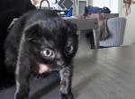 Smithy - Scottish Fold Cat For Sale - Brighton&comma; CO&comma; US
