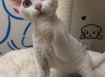 Lulu - Devon Rex Cat For Sale - San Jose&comma; CA&comma; US