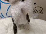 BoBo - Devon Rex Cat For Sale - San Jose&comma; CA&comma; US