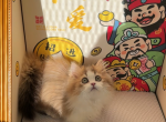 FiFi - Minuet Cat For Sale - San Jose&comma; CA&comma; US