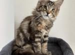 Maine coons available today - Maine Coon Kitten For Sale - Woodbridge&comma; VA&comma; US