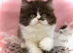 Doll Face Persian - Persian Cat For Sale - Lake Station&comma; IN&comma; US
