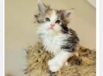 Blue Polydactyl - Maine Coon Cat For Sale - Boscawen&comma; NH&comma; US