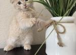 Cashmere - Scottish Fold Cat For Sale - Federal Way&comma; WA&comma; US