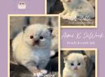 Aimi X JiWook Kittens - Ragdoll Cat For Sale - Fort Worth&comma; TX&comma; US