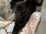 Siamese Mix Black - Domestic Cat For Sale - Leominster&comma; MA&comma; US