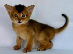 Zevs - Abyssinian Cat For Sale - Pembroke Pines&comma; FL&comma; US