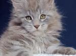 Elboy - Maine Coon Cat For Sale - Miami&comma; FL&comma; US