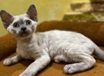 Ibica - Devon Rex Cat For Sale - Norwalk&comma; CT&comma; US