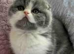 Rosa - Scottish Fold Cat For Sale - Hollywood&comma; FL&comma; US