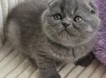 Roxy - Scottish Fold Cat For Sale - Hollywood&comma; FL&comma; US