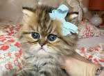 Golden boy - Persian Cat For Sale - Fort Worth&comma; TX&comma; US