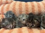 Ragcoons - Maine Coon Cat For Sale - Saugerties&comma; NY&comma; US
