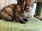 Venus - Exotic Cat For Sale - Sunderland&comma; MA&comma; US