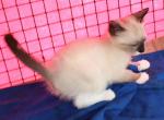 SealSnowshoe Girl - Snowshoe Cat For Sale - Walterboro&comma; SC&comma; US