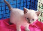 Bluepoint girl - Siamese Cat For Sale - Walterboro&comma; SC&comma; US