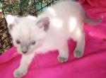 BLUEPT MALE - Siamese Cat For Sale - Walterboro&comma; SC&comma; US