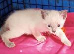 Lilacpoint boy - Siamese Cat For Sale - Walterboro&comma; SC&comma; US