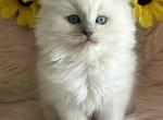 Brandy - Ragdoll Cat For Sale - Bushnell&comma; FL&comma; US