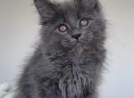Lavanda - Maine Coon Cat For Sale - Hollywood&comma; FL&comma; US
