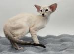 Rachel - Siamese Cat For Sale - Miami&comma; FL&comma; US