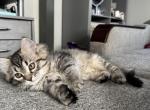 Hunter - Siberian Cat For Sale - Lynnfield&comma; MA&comma; US