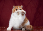 Sun - Exotic Cat For Sale - Abington&comma; PA&comma; US