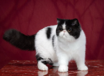 Miron - Exotic Cat For Sale - Abington&comma; PA&comma; US