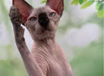 Egor - Sphynx Cat For Sale - Abington&comma; PA&comma; US