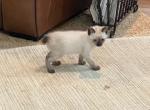 QUEEN SEAL POINT GIRL - Siamese Cat For Sale - Bryan&comma; TX&comma; US