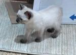 QUEEN SEAL POINT GIRL MANX - Manx Cat For Sale - Bryan&comma; TX&comma; US