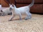 BLUE POINT SIAMESE BOY QUEENS - Siamese Cat For Sale - Bryan&comma; TX&comma; US