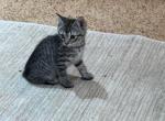 JUNE TABBY GIRL MANX - Manx Cat For Sale - Bryan&comma; TX&comma; US