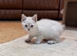 JUNES LYNX POINT GIRL SIAMESE MANX - Manx Cat For Sale - Bryan&comma; TX&comma; US