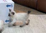 QUEENS BOY SEAL POINT SIAMESE MANX - Manx Cat For Sale - Bryan&comma; TX&comma; US
