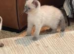 QUEEN BLUE POINT GIRL - Siamese Cat For Sale - Bryan&comma; TX&comma; US