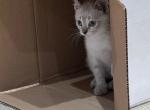 JUNEBUG LYNX POINT MANX GIRL - Siamese Cat For Sale - Bryan&comma; TX&comma; US