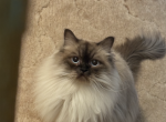 Benz - Ragdoll Cat For Sale - Oklahoma City&comma; OK&comma; US