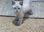 JUNES RUMPY LYNX POINT SIAMESE BOY - Siamese Cat For Sale - Bryan&comma; TX&comma; US