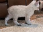 JUNE LYNX POINT RUMPY BOY MANX - Manx Cat For Sale - Bryan&comma; TX&comma; US