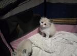 Balinese snowshoe one - Balinese Cat For Sale - Dallas&comma; TX&comma; US