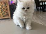 Milo - Persian Cat For Sale - Austin&comma; TX&comma; US