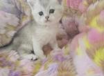Sam - British Shorthair Cat For Sale - Grand Rapids&comma; MI&comma; US