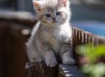 Tobie - British Shorthair Cat For Sale - Englewood&comma; CO&comma; US
