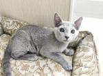 Nike - Russian Blue Cat For Sale - Hollywood&comma; FL&comma; US