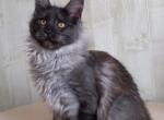 Venus - Maine Coon Cat For Sale - Hollywood&comma; FL&comma; US