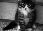 Sal Sadie - Maine Coon Cat For Sale - East Taunton&comma; MA&comma; US