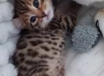 BENGAL - Bengal Kitten For Sale - 